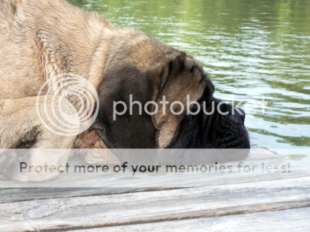 Sandy Paws sleeping by the lake