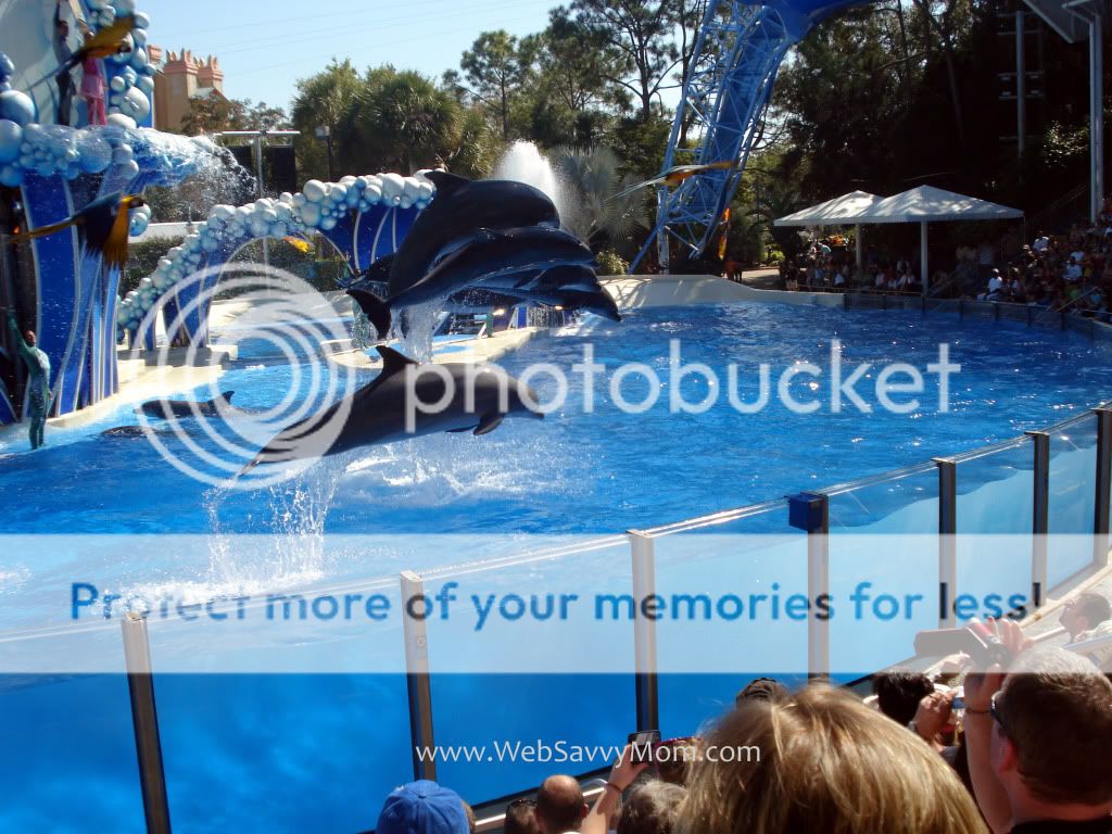 Sea World - dolphins jumping