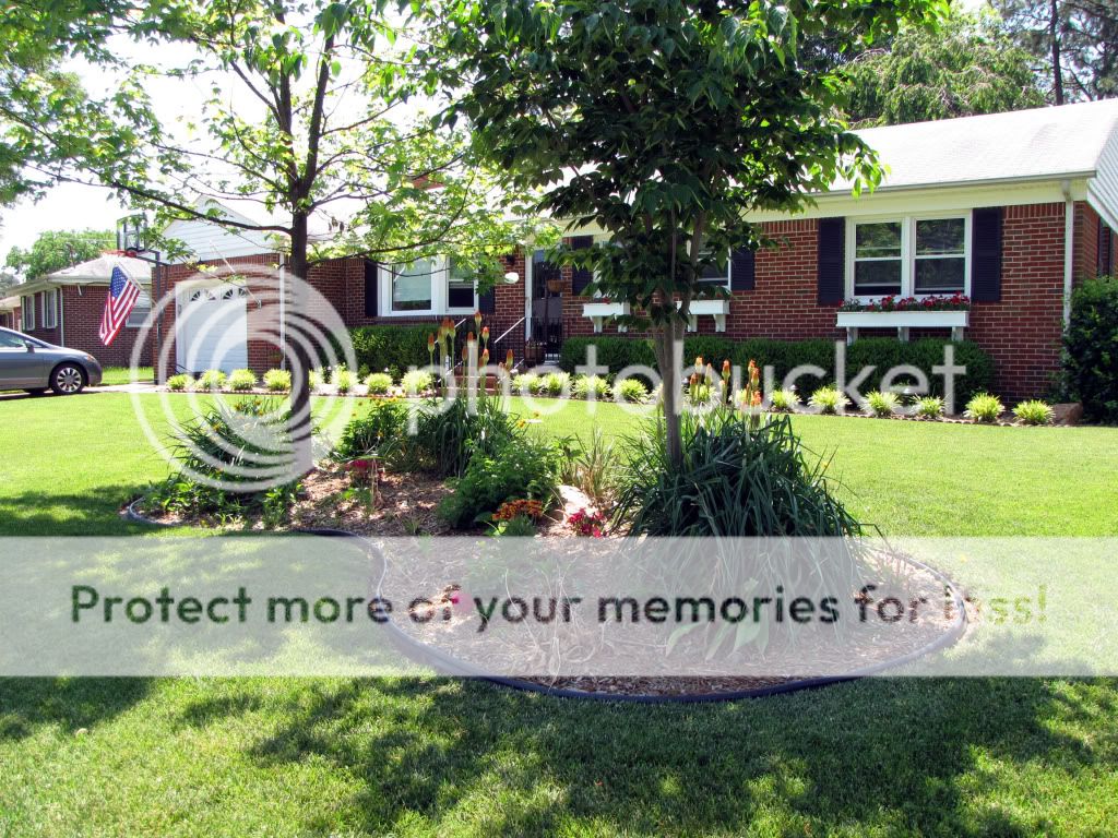 around the yard with red hot poker plants