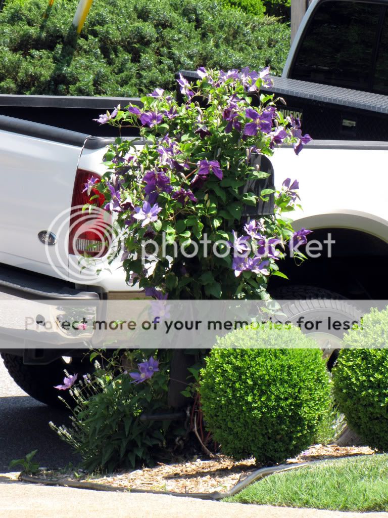 clematis on the mailbox