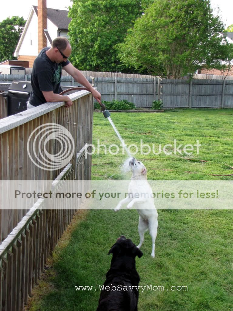 yellow lab jumping at water hose - April 2011