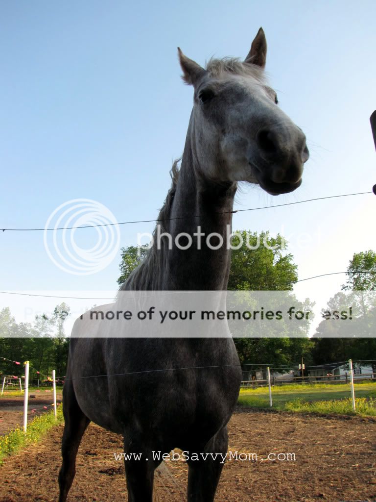 A Horse is a Horse, of Course of Course