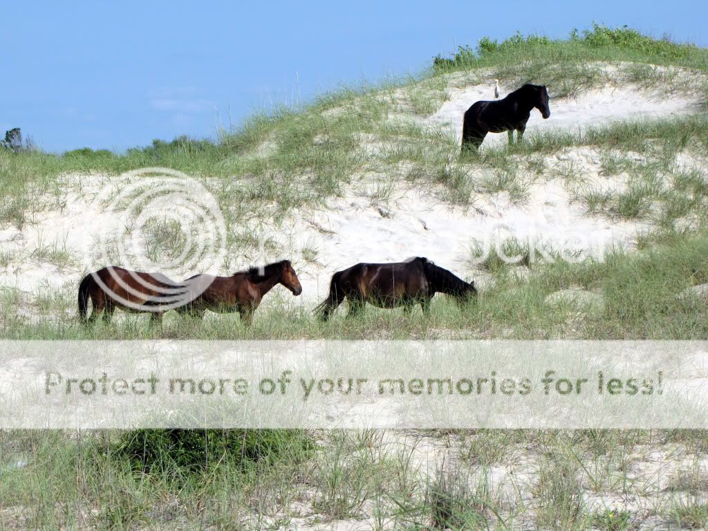 OBX