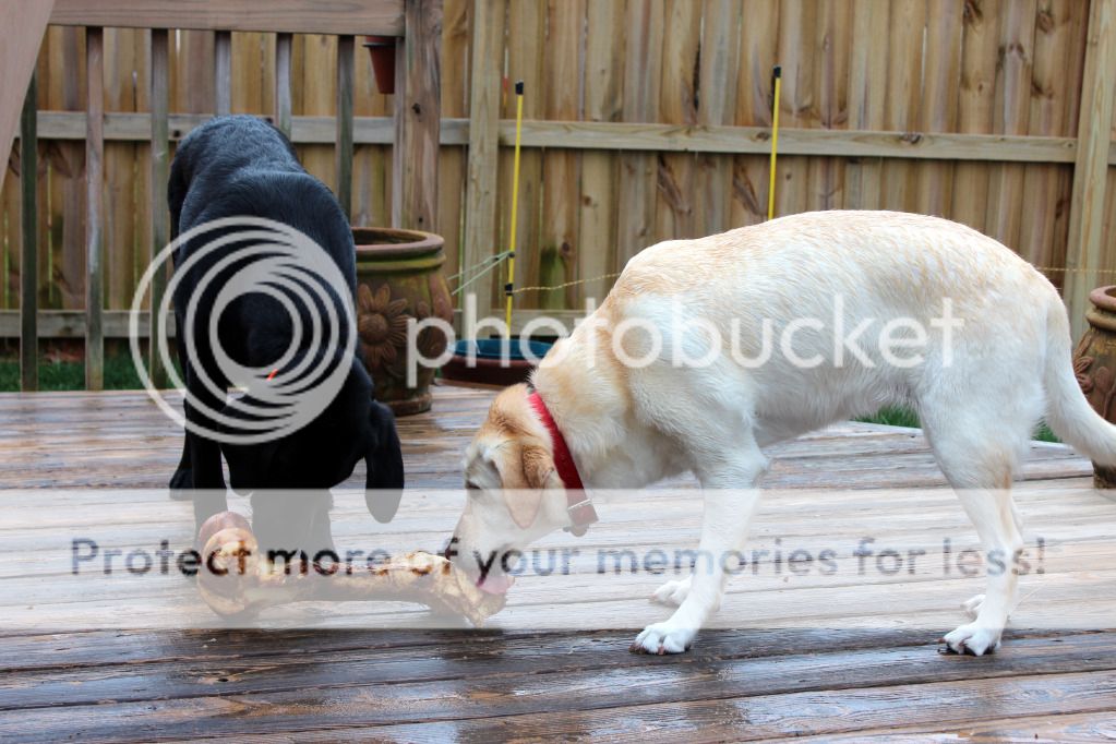 Labs with a huge bone - March 2012