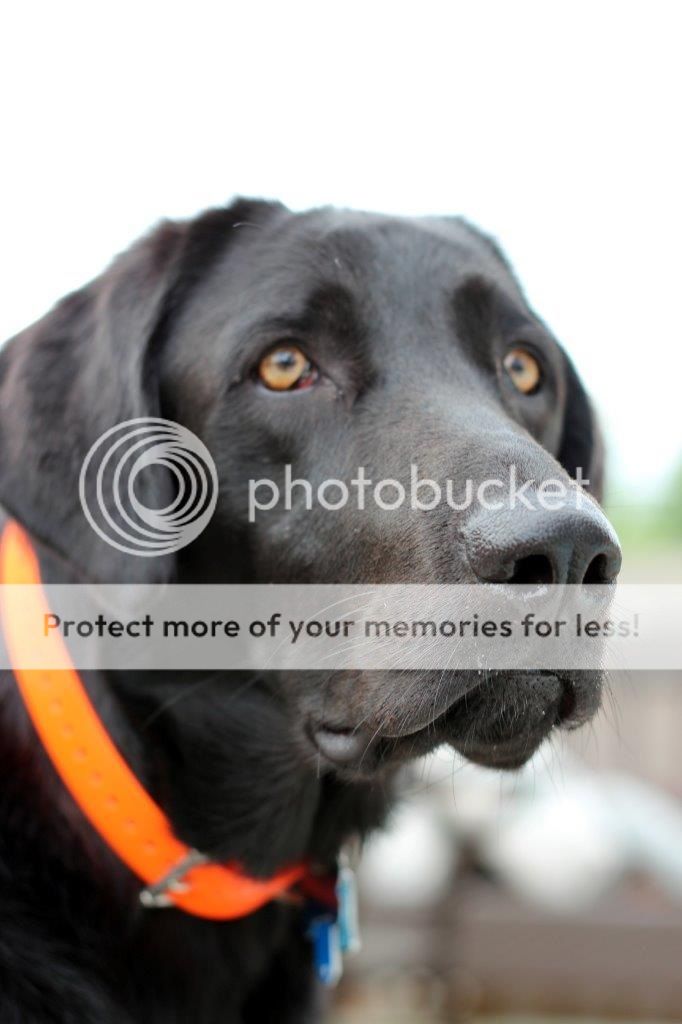 Tucker, black lab, June 2013