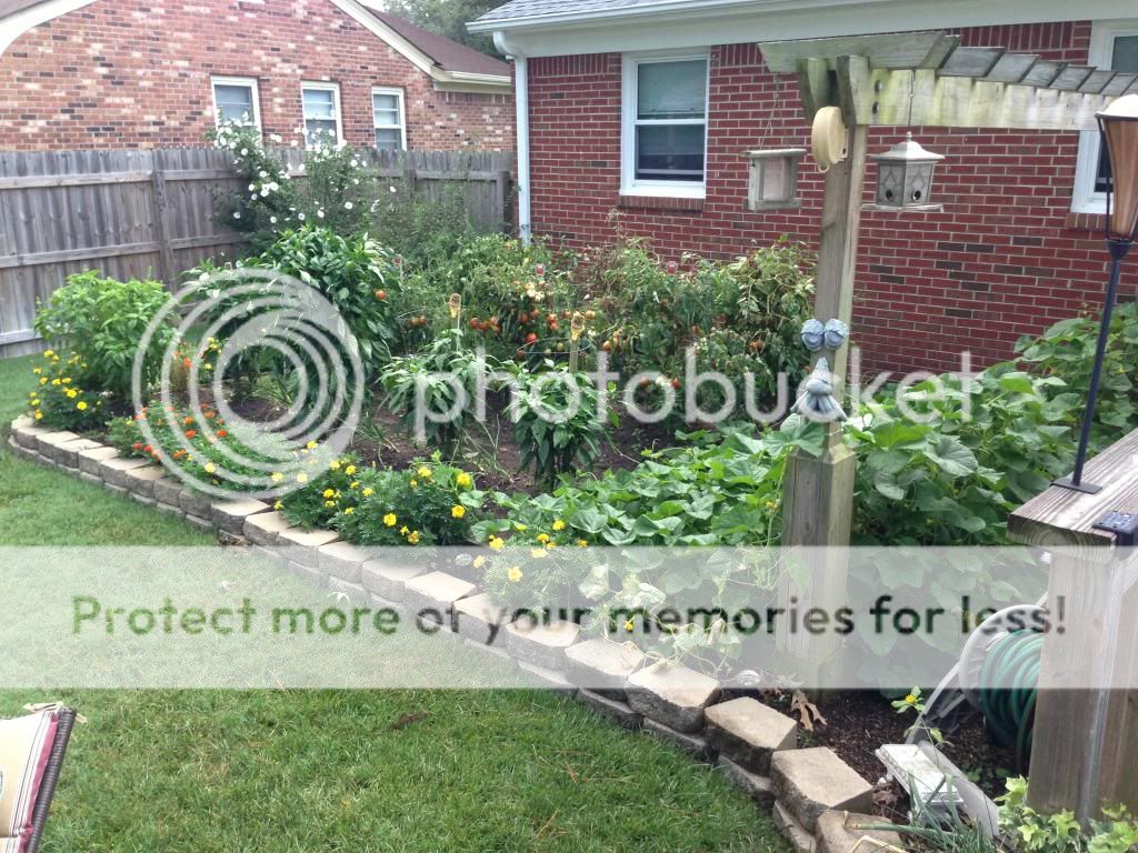 Backyard garden in August 2013