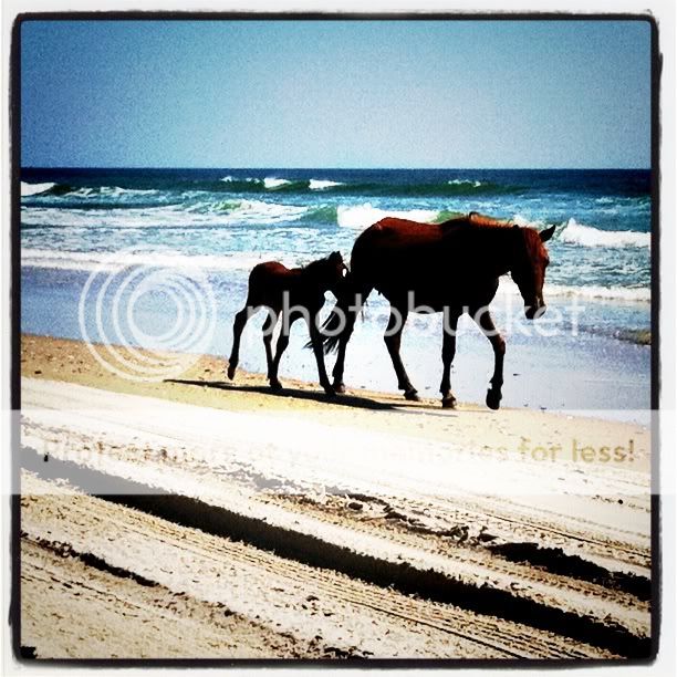 iPhone picture of wild horses on the beach in OBX - may 2011