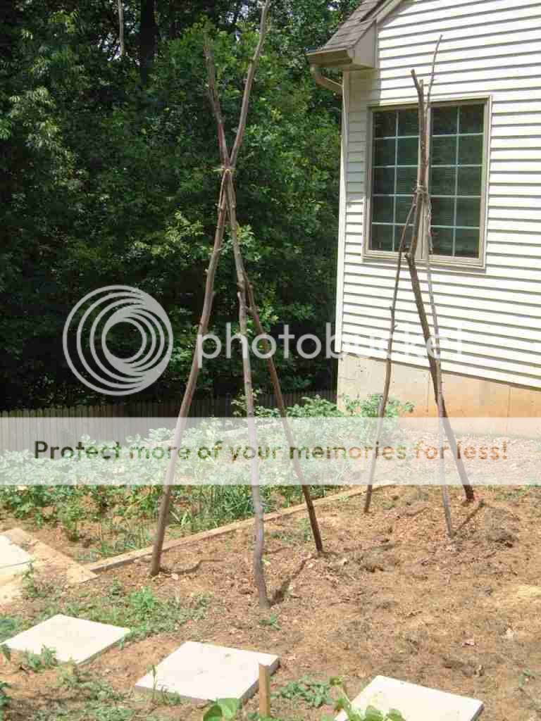 anybody make a teepee trellis? • Gardening Forum