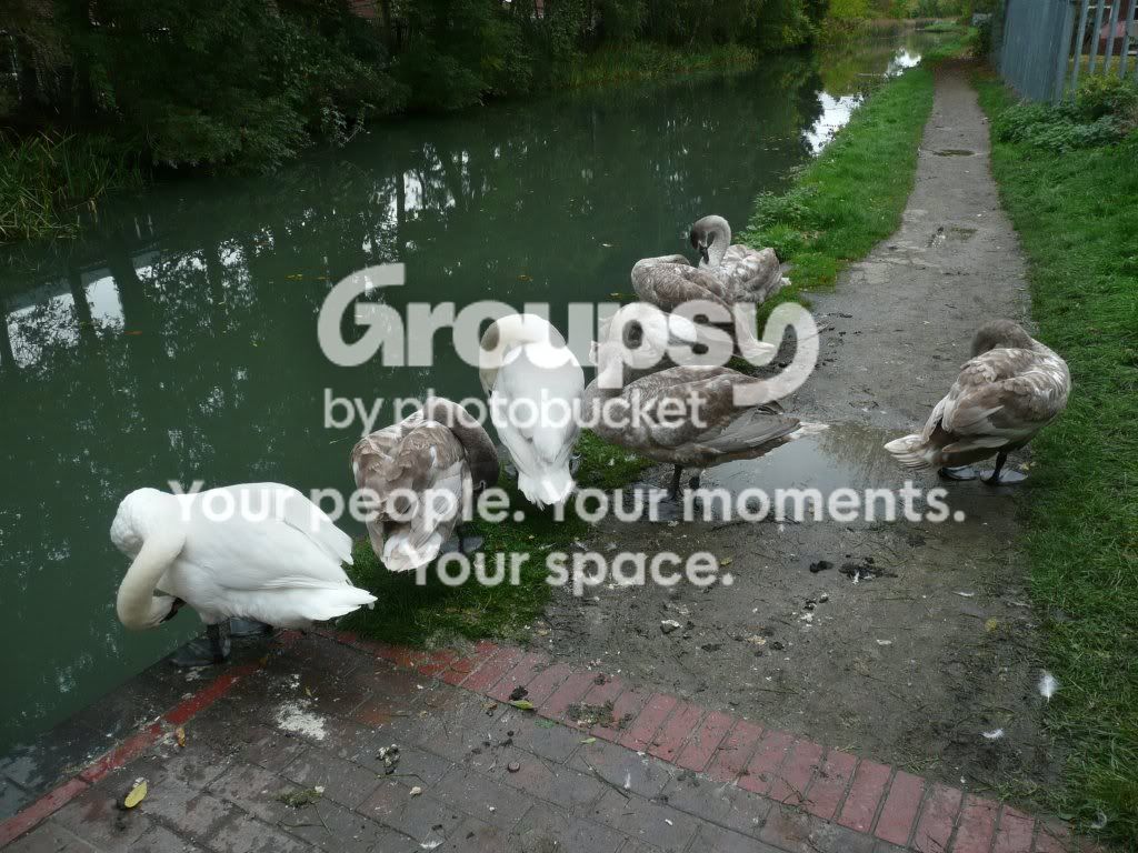 SWANSLESSONECYGNETWEDNESFIELD.jpg