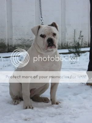 Качена снимка