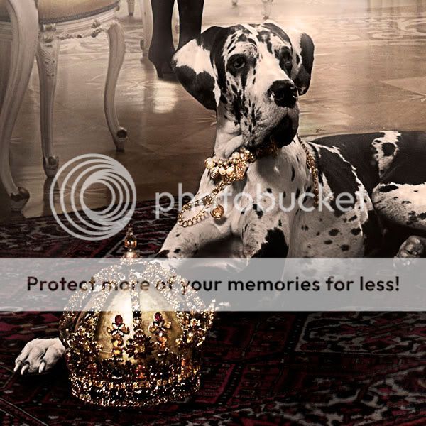 Ve askerler KPEK sever - Kpek Resimleri (3. Katalog)