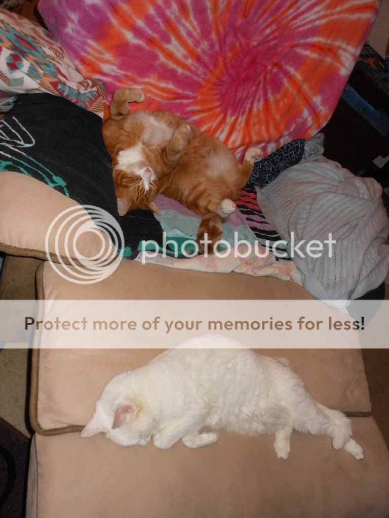 Posted Image