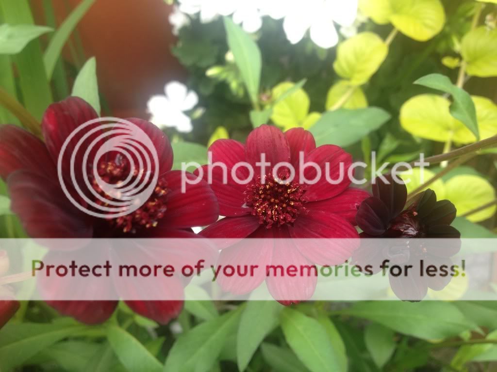 Photobucket Pictures, Images and Photos