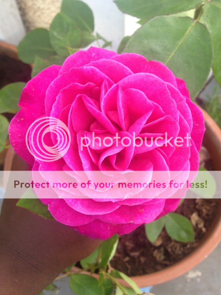 Photobucket Pictures, Images and Photos