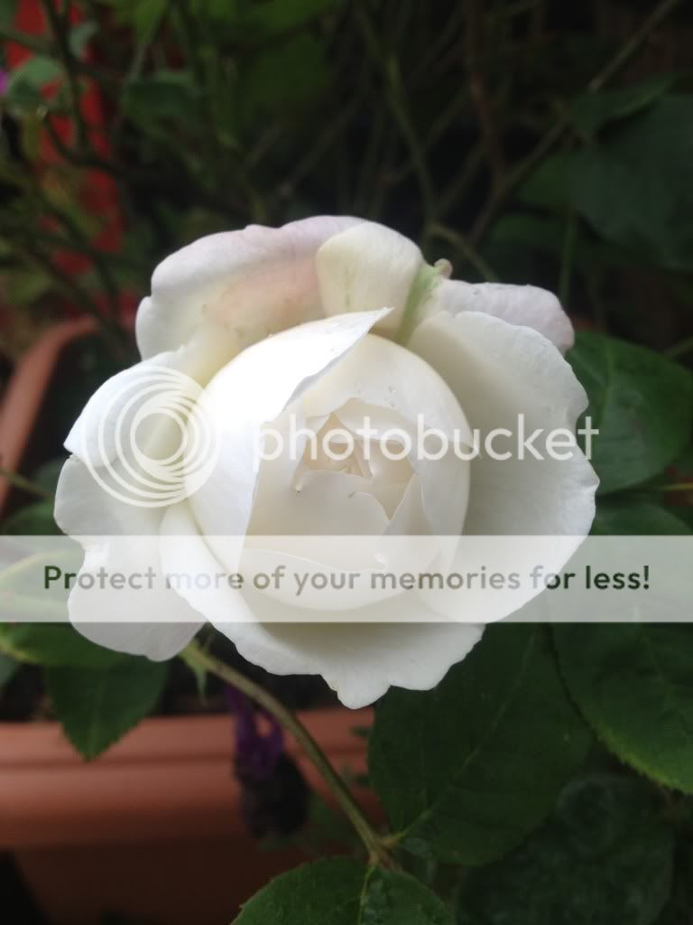 Photobucket Pictures, Images and Photos