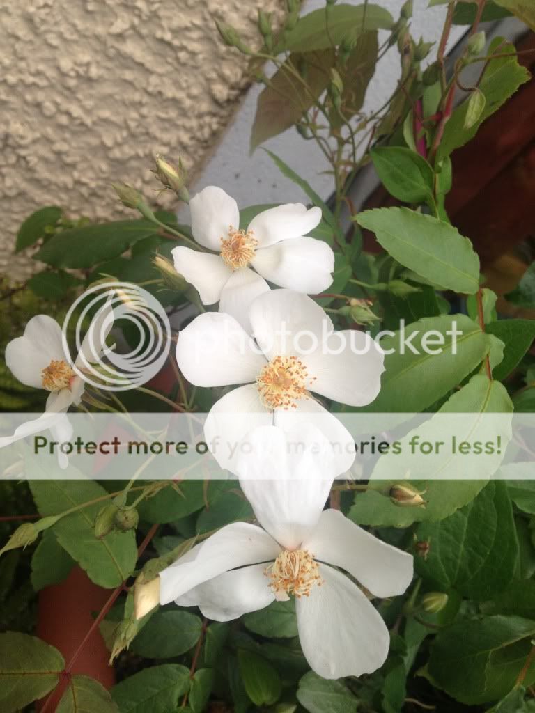 Photobucket Pictures, Images and Photos