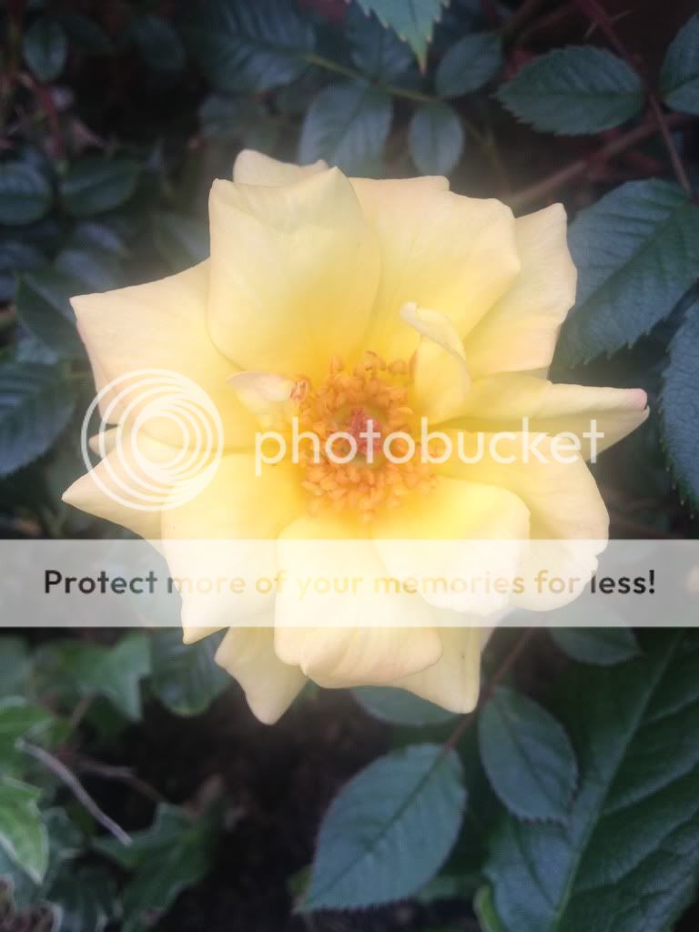 Photobucket Pictures, Images and Photos