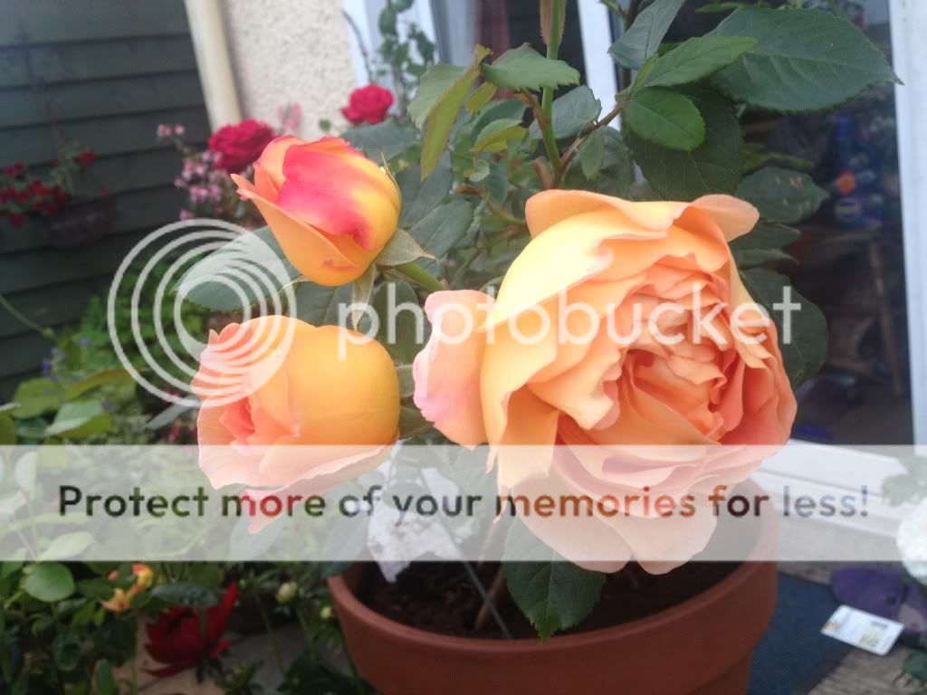 Photobucket Pictures, Images and Photos