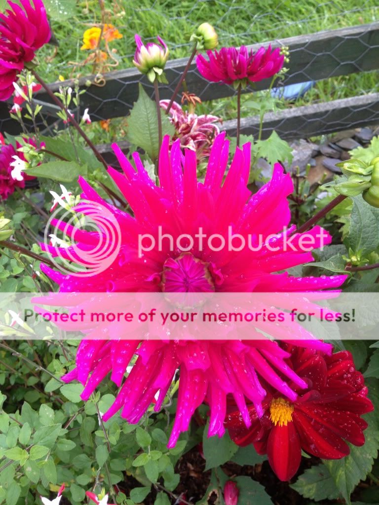 Photobucket Pictures, Images and Photos