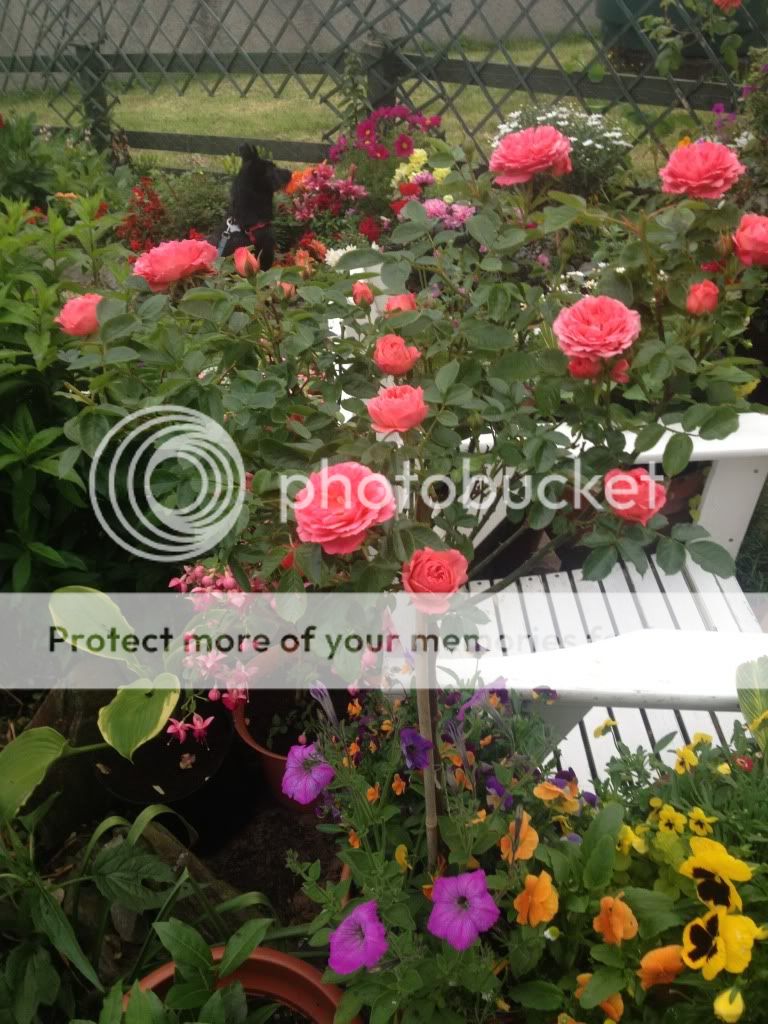 Photobucket Pictures, Images and Photos