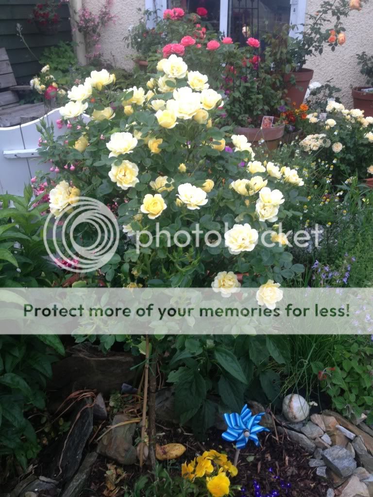 Photobucket Pictures, Images and Photos