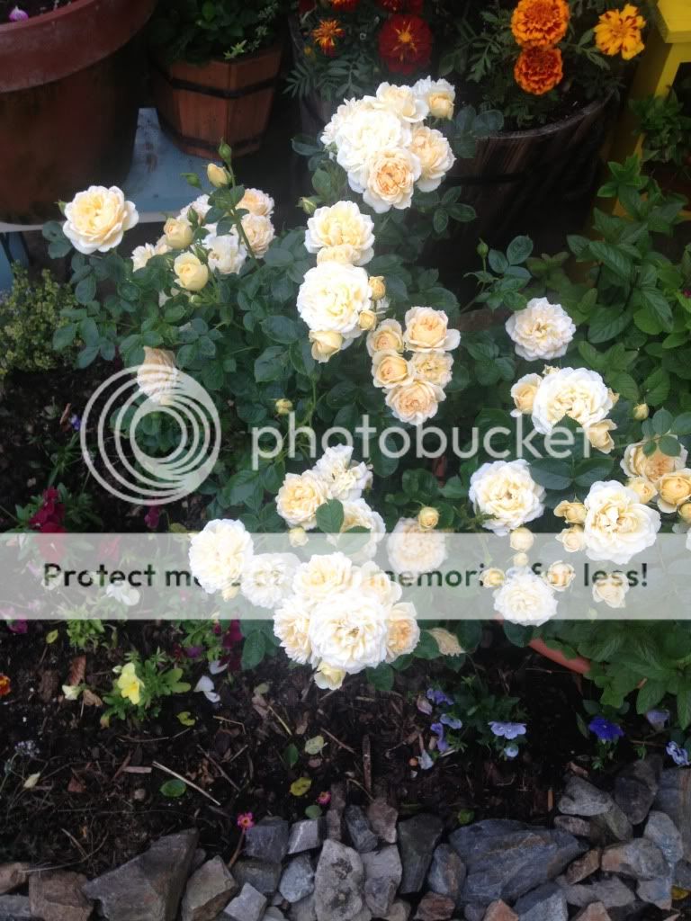 Photobucket Pictures, Images and Photos