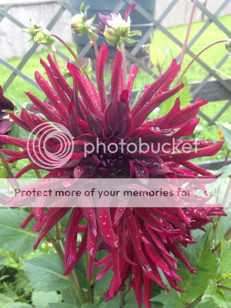 Photobucket Pictures, Images and Photos