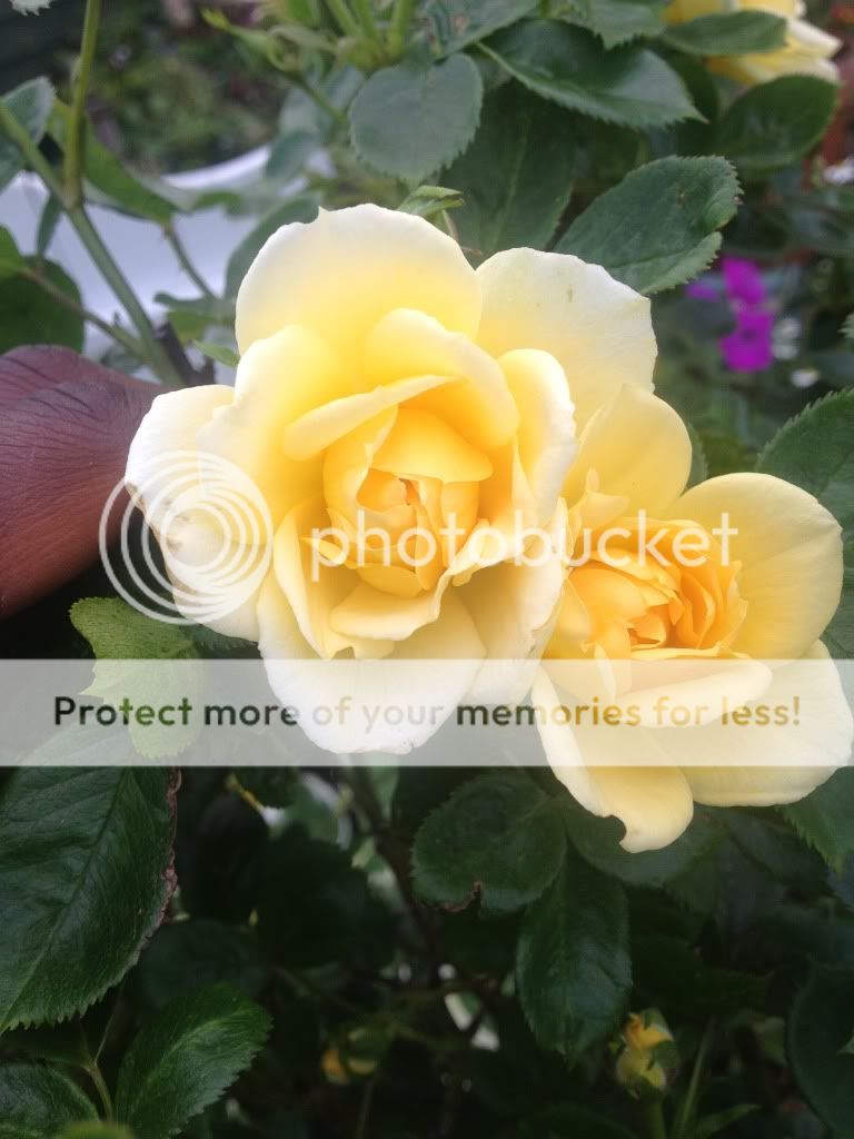 Photobucket Pictures, Images and Photos
