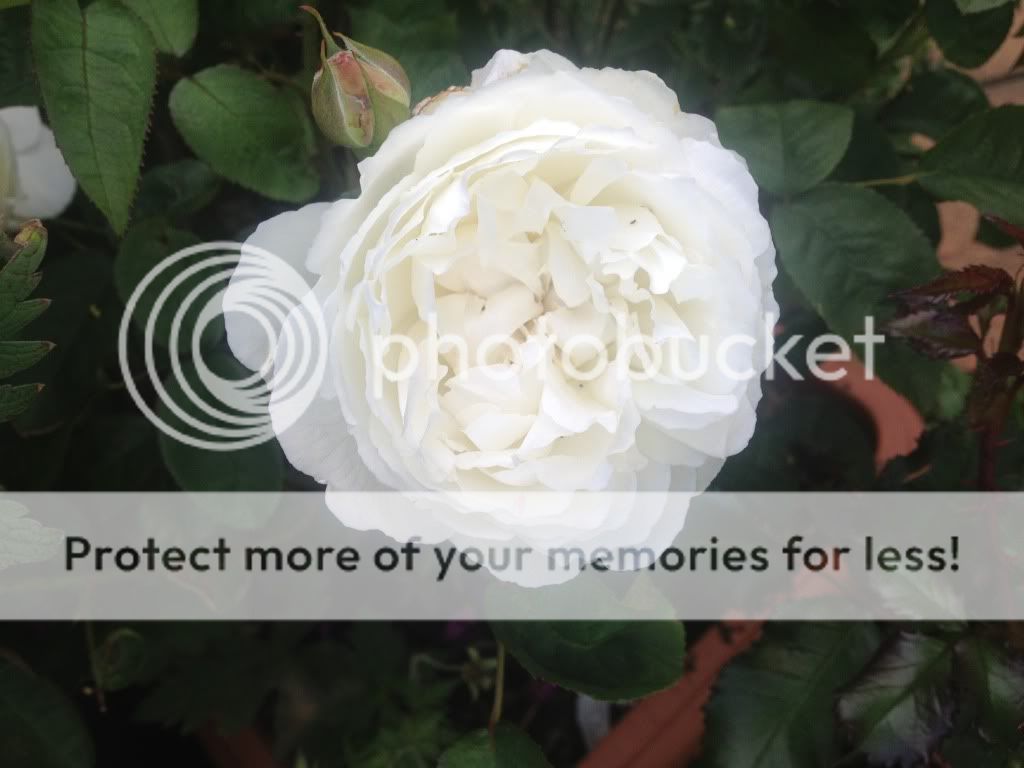 Photobucket Pictures, Images and Photos