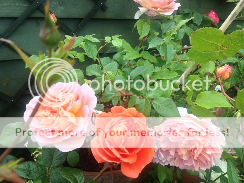 Photobucket Pictures, Images and Photos