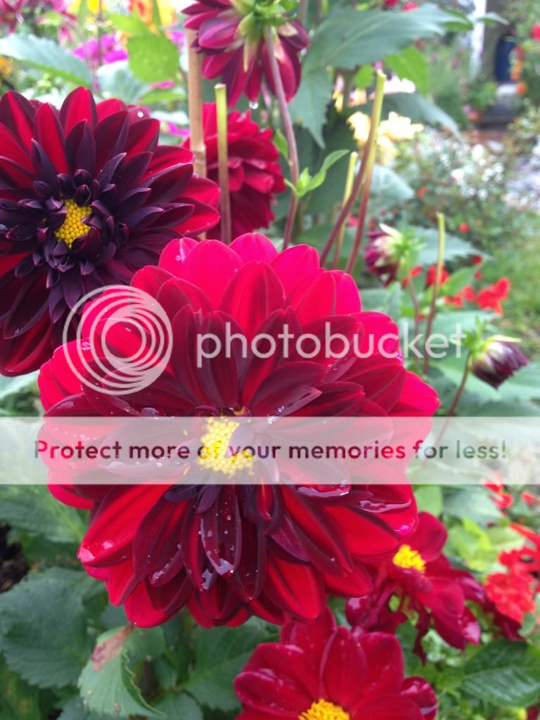 Photobucket Pictures, Images and Photos