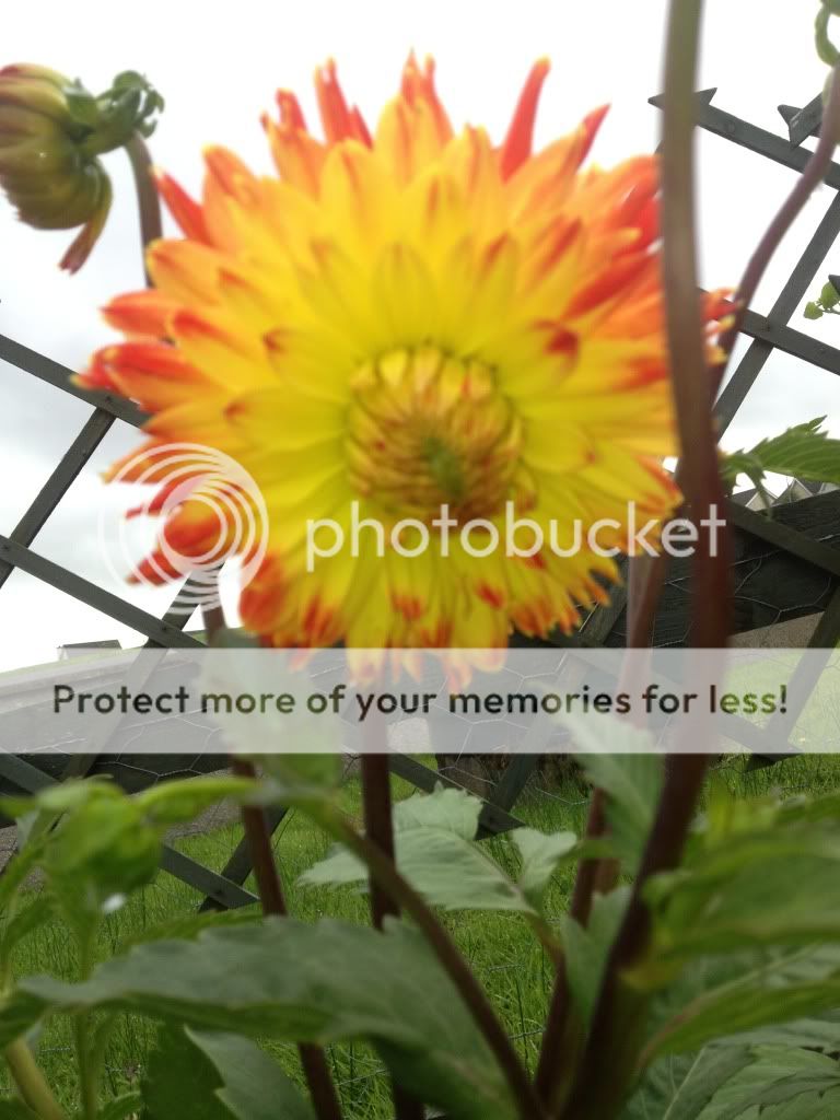 Photobucket Pictures, Images and Photos