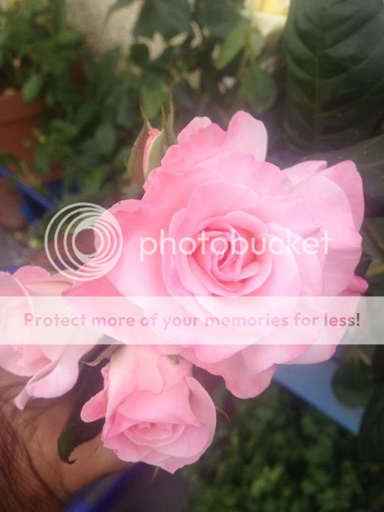 Photobucket Pictures, Images and Photos