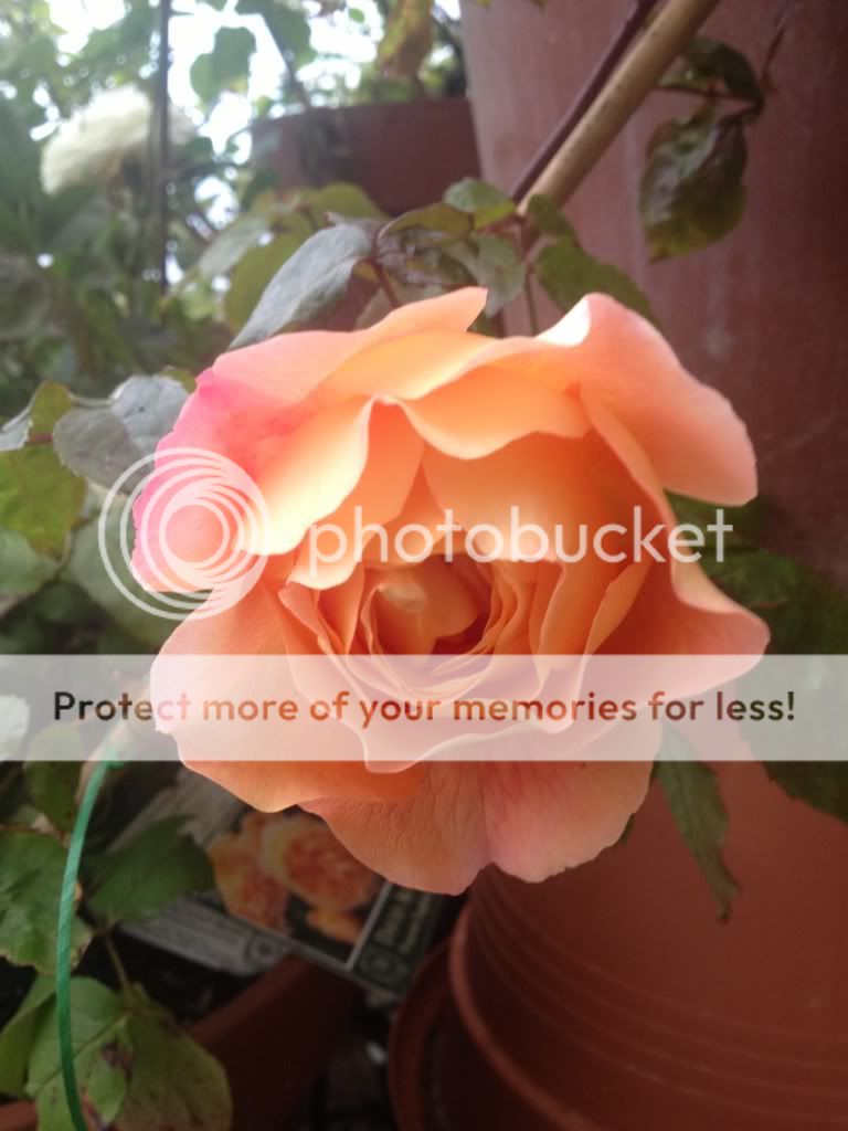 Photobucket Pictures, Images and Photos