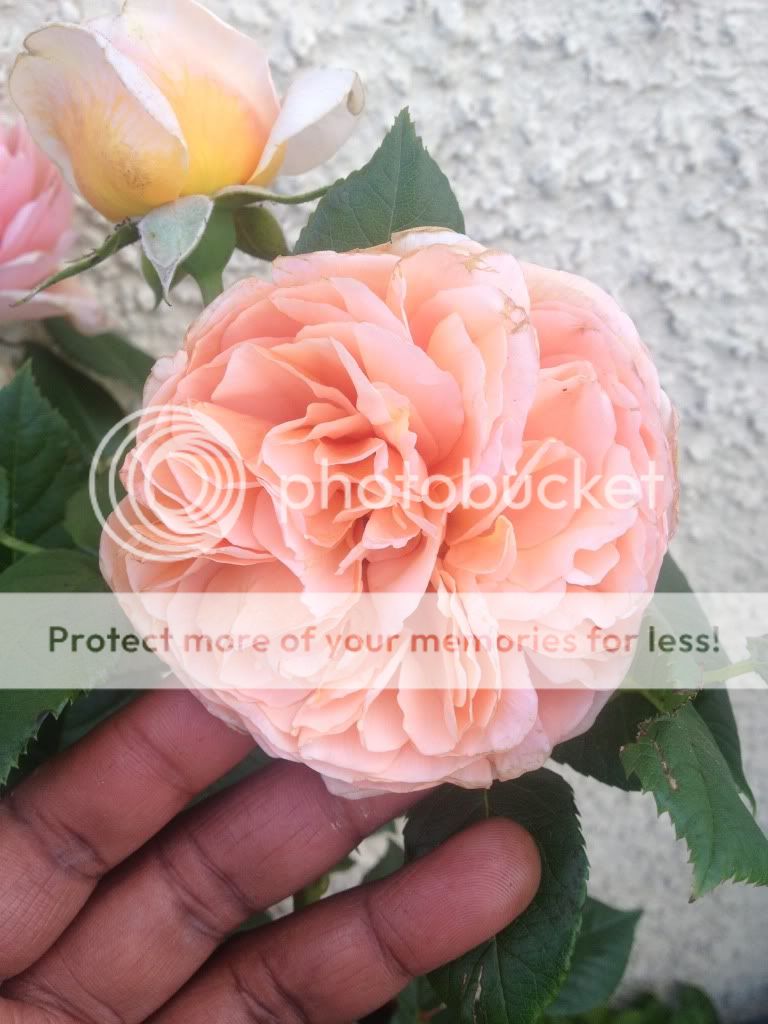 Photobucket Pictures, Images and Photos