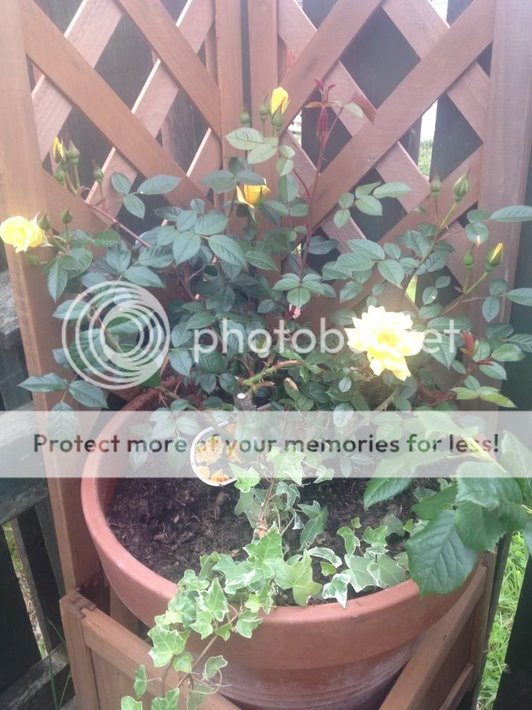 Photobucket Pictures, Images and Photos