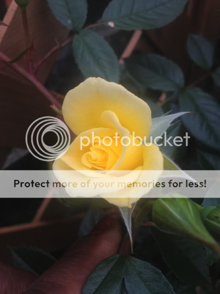 Photobucket Pictures, Images and Photos