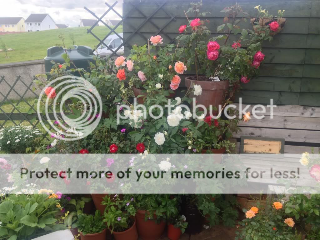 Photobucket Pictures, Images and Photos