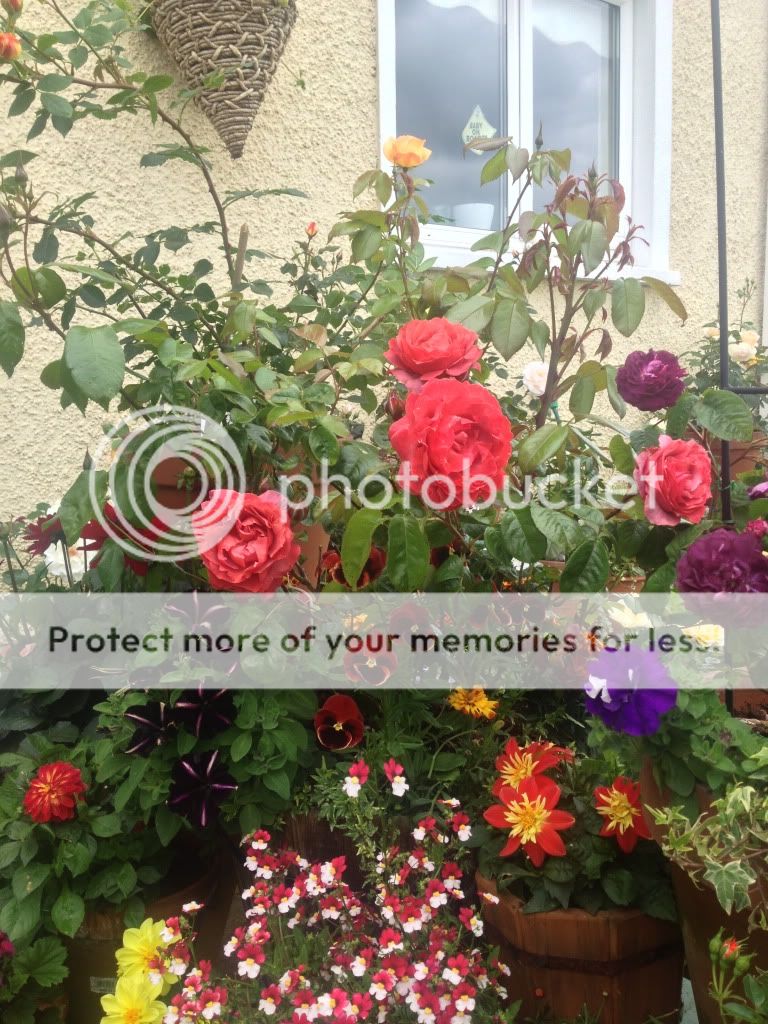 Photobucket Pictures, Images and Photos