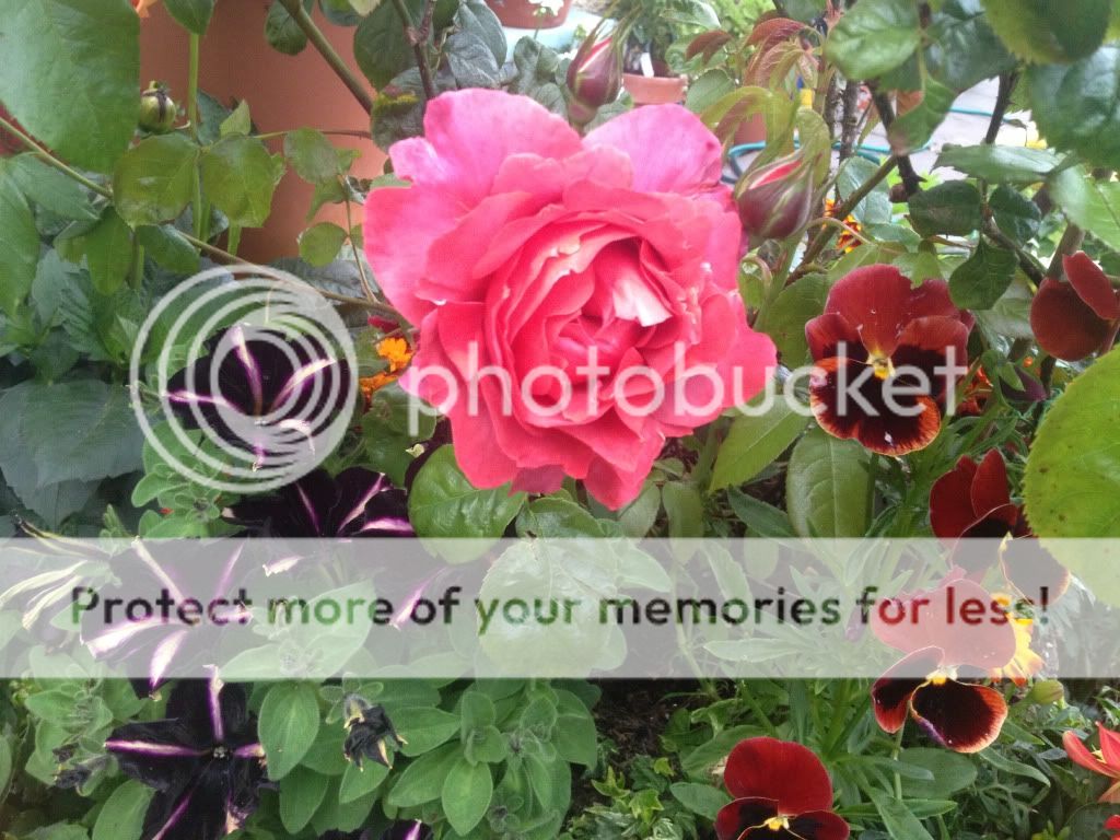Photobucket Pictures, Images and Photos