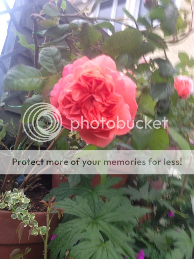 Photobucket Pictures, Images and Photos