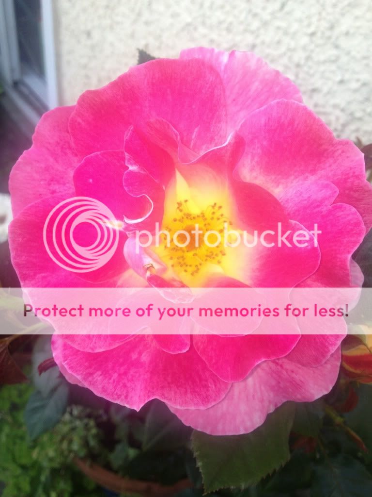 Photobucket Pictures, Images and Photos