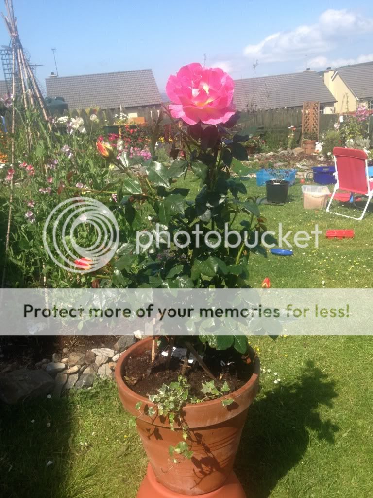 Photobucket Pictures, Images and Photos