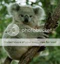 koala Pictures, Images and Photos