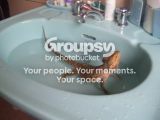 FrogsnStuff005.jpg